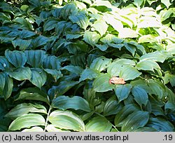 Polygonatum latifolium (kokoryczka szerokolistna)