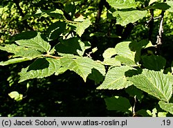 Prunus tomentosa (wiśnia kosmata)