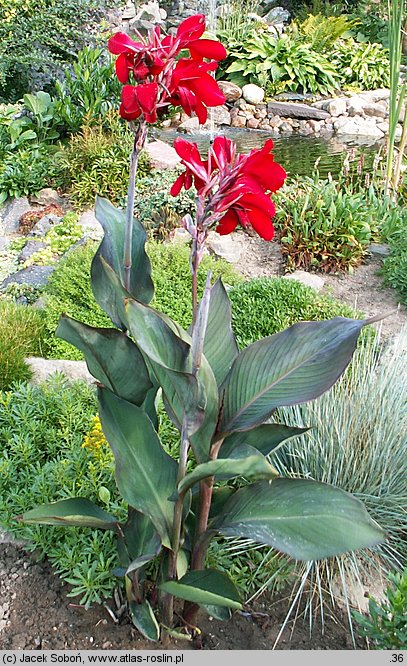 Canna indica hort. (paciorecznik ogrodowy)