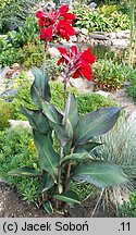 Canna indica hort. (paciorecznik ogrodowy)