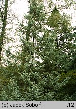 Picea xmariorika