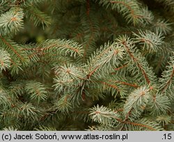 Picea xmariorika