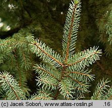 Picea xmariorika