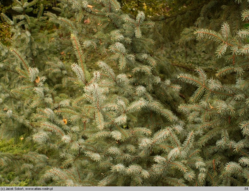 Picea xmariorika