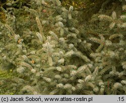 Picea xmariorika