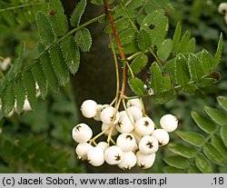 Sorbus cashmiriana (jarząb himalajski)