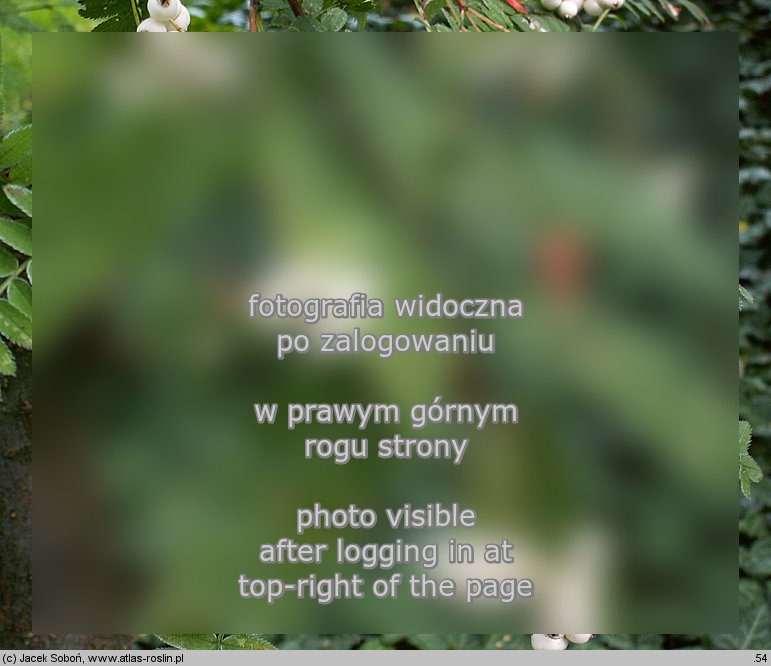 Sorbus cashmiriana (jarząb himalajski)