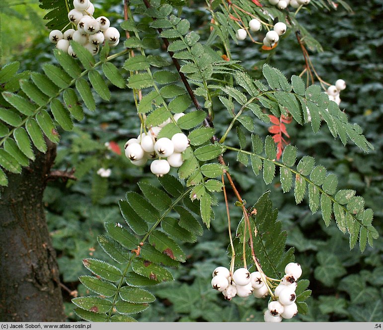 Sorbus cashmiriana (jarząb himalajski)