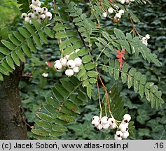 Sorbus cashmiriana (jarząb himalajski)