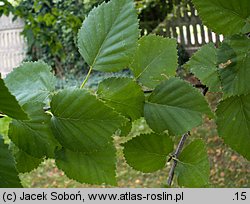 Betula tianschanica (brzoza tianszańska)