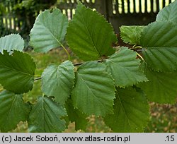 Betula tianschanica (brzoza tianszańska)