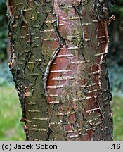 Betula xcoerulea