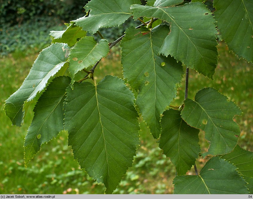 Betula xcoerulea