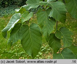 Betula xcoerulea