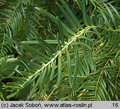 Cephalotaxus harringtonia (głowocis japoński)