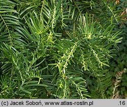 Cephalotaxus harringtonia (głowocis japoński)