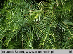 Cephalotaxus harringtonia (głowocis japoński)