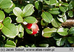 Cotoneaster rotundifolius (irga okrągłolistna)