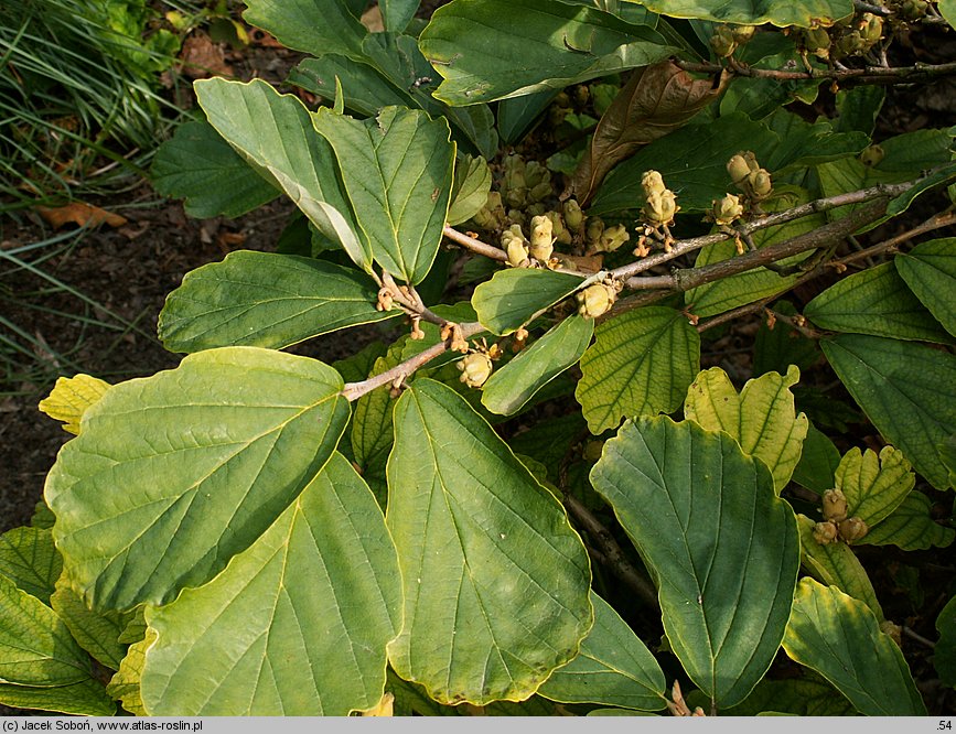 Hamamelis vernalis (oczar wiosenny)