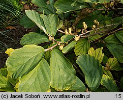 Hamamelis vernalis (oczar wiosenny)