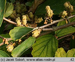 Hamamelis vernalis (oczar wiosenny)