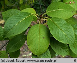 Viburnum prunifolium (kalina śliwolistna)