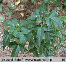 Acer buergerianum (klon trójzębny)