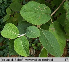 Viburnum buddlejifolium (kalina miękkolistna)