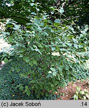 Viburnum buddlejifolium (kalina miękkolistna)