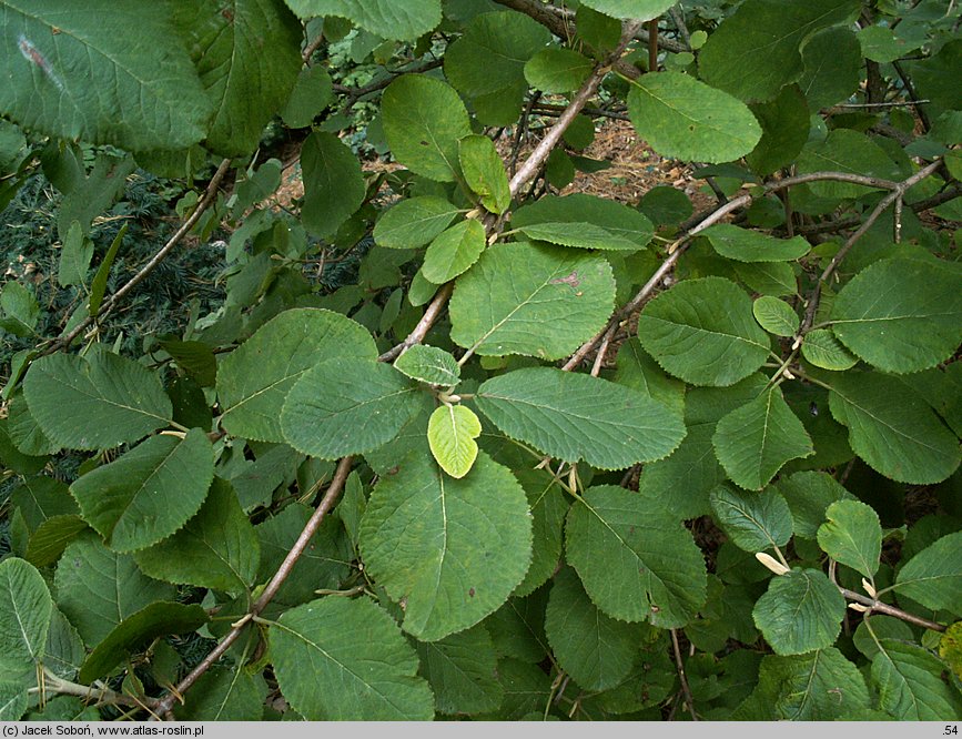 Viburnum buddlejifolium (kalina miękkolistna)