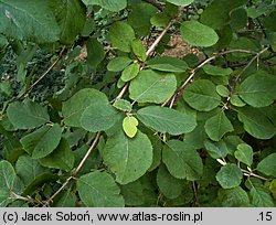 Viburnum buddlejifolium (kalina miękkolistna)