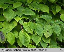 Cornus alternifolia (dereń skrętolistny)