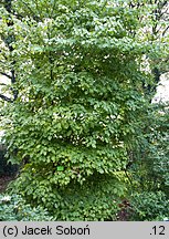 Cornus alternifolia (dereń skrętolistny)