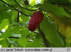 Magnolia obovata (magnolia szerokolistna)