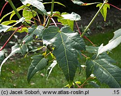 Acer capillipes (klon hondoański)