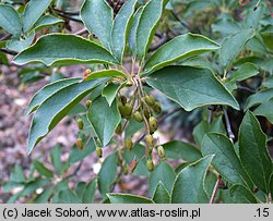 Enkianthus cernuus