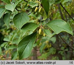 Enkianthus cernuus