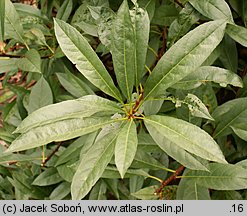 Prunus pumila (wiśnia drobna)