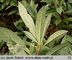 Prunus pumila (wiśnia drobna)