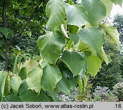 Styrax obassia (styrak okrągłolistny)