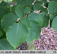 Styrax obassia (styrak okrągłolistny)