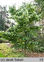 Styrax obassia (styrak okrągłolistny)