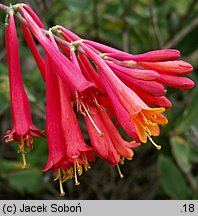 Lonicera ×brownii (wiciokrzew Browna)