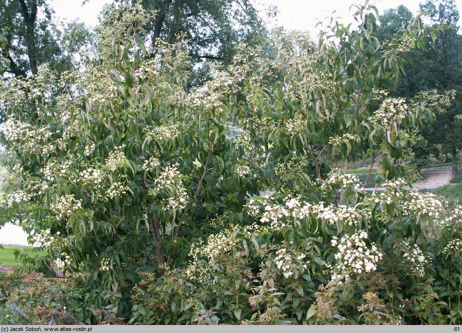 Heptacodium jasminoides