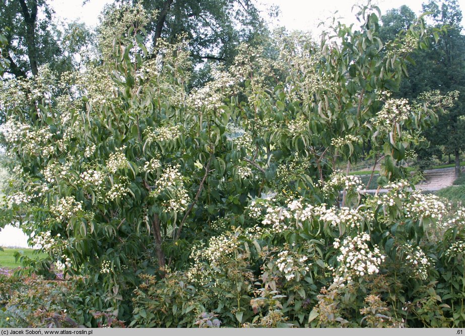 Heptacodium jasminoides