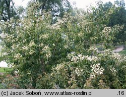 Heptacodium jasminoides