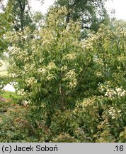 Heptacodium jasminoides