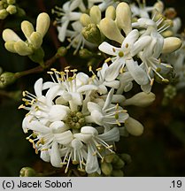 Heptacodium jasminoides