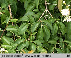 Heptacodium jasminoides