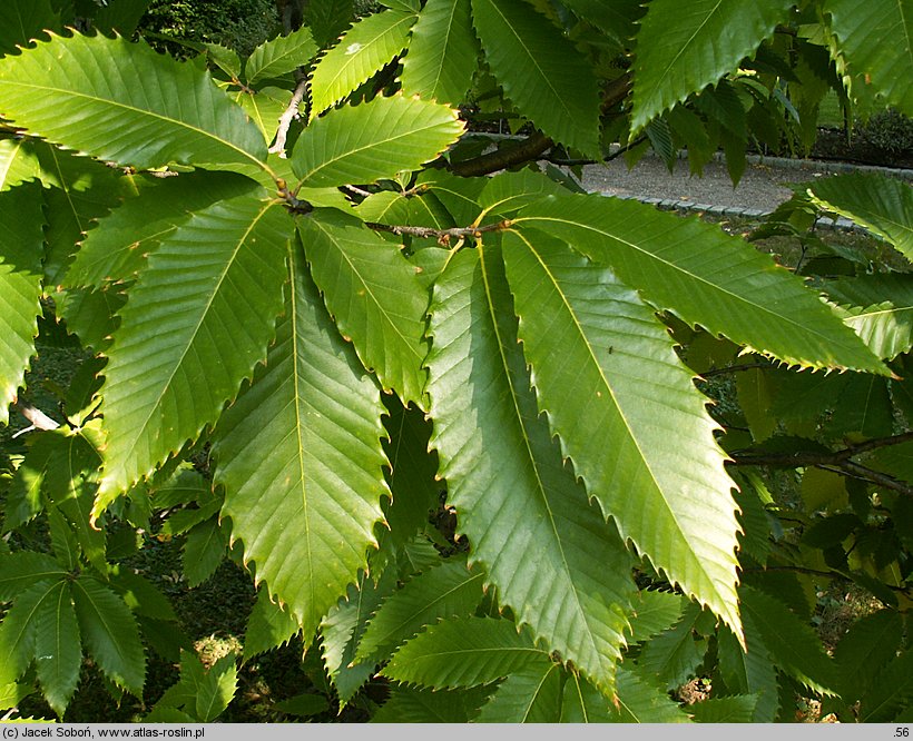 Castanea dentata